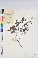 背絨杜鵑藏品圖，第1張