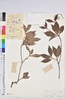 吊鐘花藏品圖，第1張