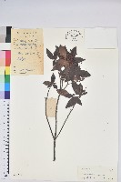 腺萼馬銀花藏品圖，第1張