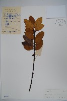 厚葉冬青藏品圖，第1張