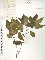 楮樹藏品圖，第1張