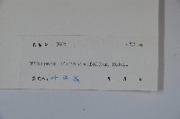 樟葉莢迷藏品圖，第2張