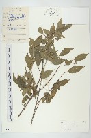 貴州四照花藏品圖，第1張