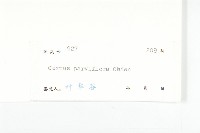 貴州四照花藏品圖，第3張