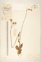 狗舌草藏品圖，第1張