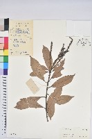 登錄號:S041578藏品圖，第1張