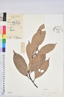 橿葉柯藏品圖，第1張