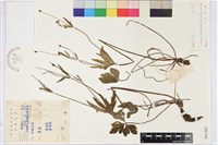 草玉梅藏品圖，第1張