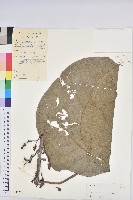 登錄號:S041584藏品圖，第1張