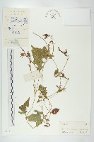 裸瓣瓜藏品圖，第1張