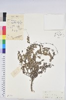 登錄號:S041594藏品圖，第1張