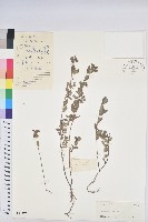 通奶草藏品圖，第1張