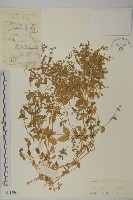 牛繁縷藏品圖，第1張