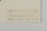 牛繁縷藏品圖，第3張