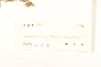 六角草藏品圖，第3張