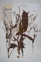 琉璃草藏品圖，第1張