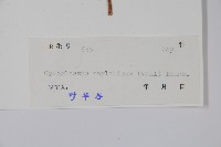 琉璃草藏品圖，第2張