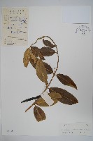 古鉤藤藏品圖，第1張