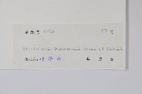 古鉤藤藏品圖，第2張