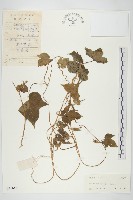 裂葉牽牛藏品圖，第1張