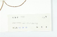 裂葉牽牛藏品圖，第3張