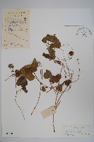 金錢豹藏品圖，第1張