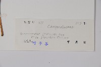 金錢豹藏品圖，第2張