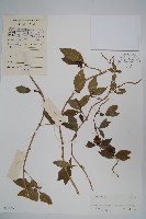 羊乳、四葉參藏品圖，第1張