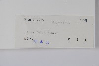 紅翅槭藏品圖，第2張