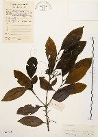 茜草樹藏品圖，第1張