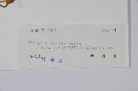 闊葉八角楓藏品圖，第2張