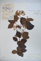 南方莢迷藏品圖，第1張