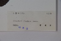 南方莢迷藏品圖，第2張