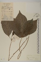 登錄號:S041652藏品圖，第1張