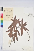 咸魚石櫟藏品圖，第1張