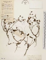 馬齒莧藏品圖，第1張