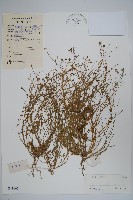 細葉蘭花參藏品圖，第1張