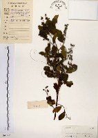 灰木藏品圖，第1張