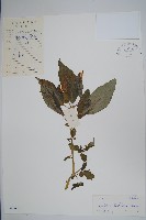 登錄號:S041671藏品圖，第1張