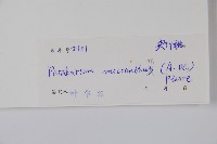 杜仲藤藏品圖，第2張