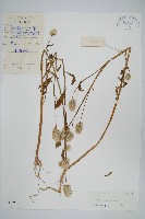 青葙藏品圖，第1張