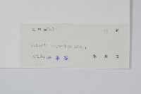 青葙藏品圖，第2張