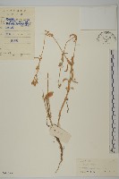 簇生卷耳藏品圖，第1張