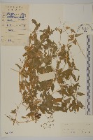 疏花繁縷藏品圖，第1張