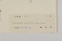 疏花繁縷藏品圖，第3張