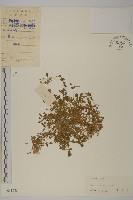 雀舌草藏品圖，第1張