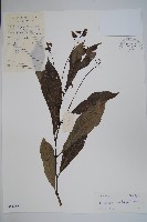 大葉鳳仙花藏品圖，第1張