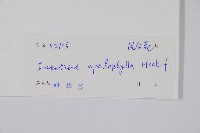 大葉鳳仙花藏品圖，第2張