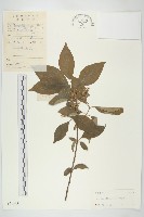 光皮樹藏品圖，第1張