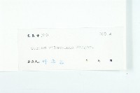 光皮樹藏品圖，第3張